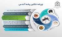 بیشتر بدانیم * از چرخه تکثیر پشه آئدس چه میدانید.